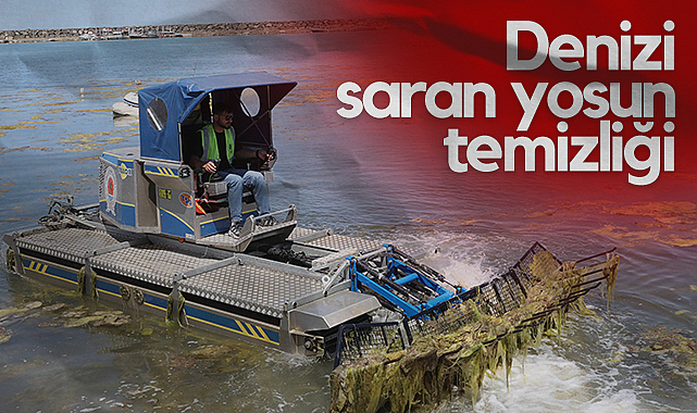 Samsun'da Denizi Saran Yosun Temizliği: Vatandaş Şikayetleri Üzerine Çalışmalar Başladı