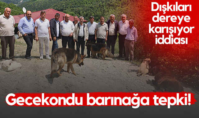 Samsun'da Gecekondu Barınağa Tepki! Dışkıları Dereye Karışıyor İddiası...