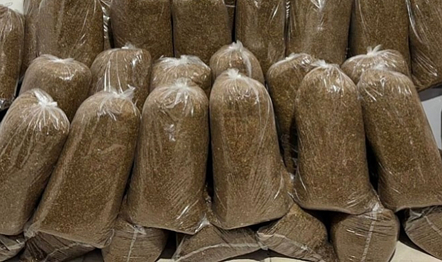 Samsun'da Kaçak Tütün Baskını: 125 Kilo Ele Geçirildi