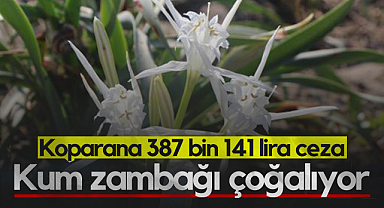 Samsun'da Kum Zambağı Çoğalıyor: Koparana 387 Bin 141 Lira Ceza