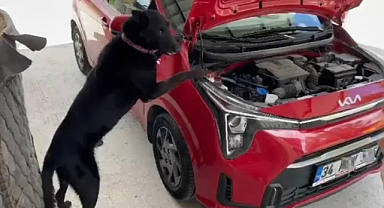 Samsun’da Narkotik Köpeği “Çakır” Motor Bölümünde Kokain Buldu!