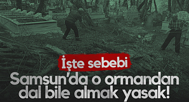 Samsun'da O Ormandan Dal Bile Almak Yasak! İşte Nedeni...