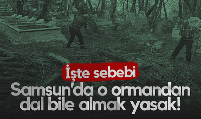 Samsun'da O Ormandan Dal Bile Almak Yasak! İşte Nedeni...