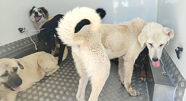 Samsun'da Sürü Halinde Gezen 37 Köpek Toplandı