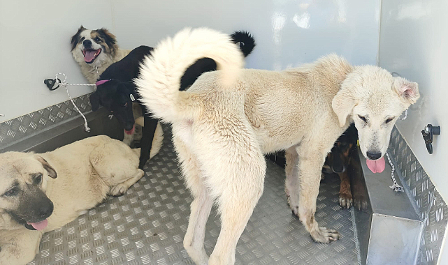 Samsun'da Sürü Halinde Gezen 37 Köpek Toplandı