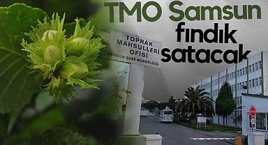 TMO Samsun Fndık Satacak