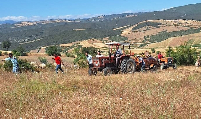 Vezirköprü'de Tarla Yangını: 30 Dönüm Buğday Kül Oldu