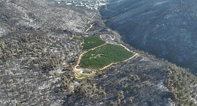 Bursa Yangınında Hayrete Düşüren An: Küllerin Ortasında Yeşil Bahçe!