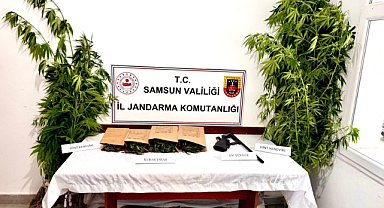 Ayvacık'ta Uyuşturucu Operasyonu: 51 Kök Kenevir Ele Geçirildi