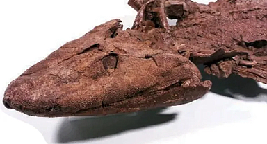 Balıkların Karaya Çıkışı Sanılandan 10 Milyon Yıl Önce Olabilir