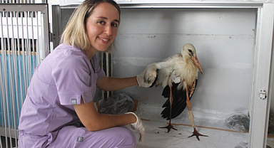 Kızılırmak Deltası'nın Yaralı Leylekleri İçin Seferberlik