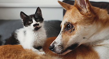 Onların Sessiz Dünyasının Sesi Olmak: İyi Bir Veteriner Neden Hayat Kurtarır?
