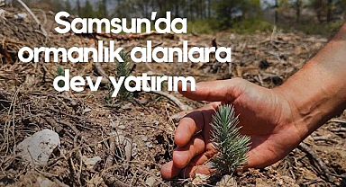 Samsun Ormanlarına Milyon Liralık Yatırım Yapıldı