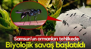 Samsun'un Ormanları Tehlikede! Biyolojik Savaş Başlatıldı...