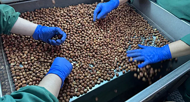 124 Ülkeye Fındık Satıldı: Türkiye 2,5 Milyar Dolar Kazandı