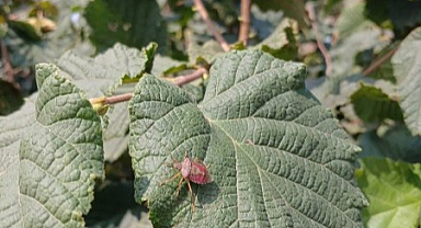 Çarşamba'da Kahverengi Kokarca Mücadelesi Yoğunlaştı