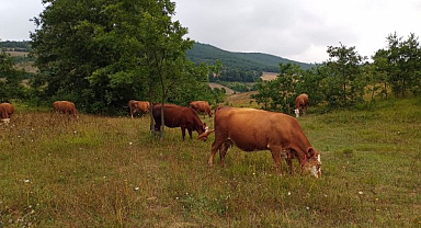 Hayvan Pazarları Yeniden Açılıyor