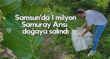 Samsun’da 1 Milyonun Üzerinde Samuray Arısı Doğaya Salındı