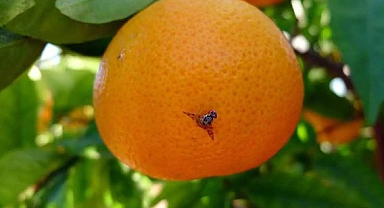 Samsun'da Kahverengi Kokarca'ya Karşı Yeni Hamle Başlatıldı