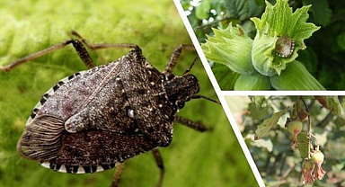 Çiftçinin Kâbusu Kahverengi Kokarca İçin Uzman Uyarısı: Ciltte Alerji ve Tahrişe Yol Açabilir