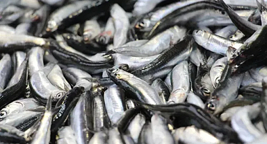 Hamside Tehlike Çanları: Av Miktarı Yarı Yarıya Düştü