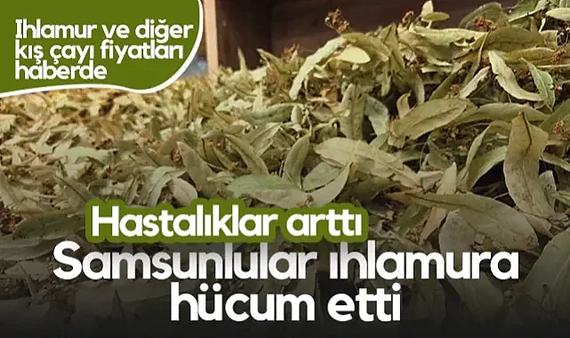 Hastalıklar Arttı Samsunlular Ihlamura Hücum Etti! İşte Ihlamur ve Diğer Kış Çayı Fiyatları...