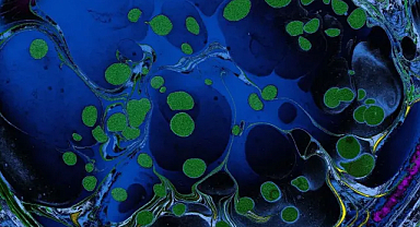 Periferik Bağışıklık Toleransı Nedir? Bilim Dünyasında Çığır Açan Keşif