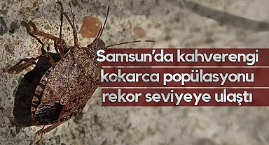 Samsun’da Kokarca Alarmı: Uzmanlar Bahar Aylarına Dikkat Çekti