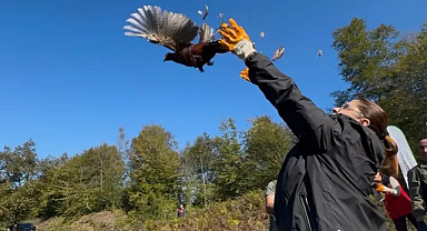 Samsun'dan Gönderildiler! Kokarca Kabusuna Karşı 250 Sülün Sahada!