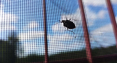 Terme'de Kahverengi Kokarca Alarmı: Evlere Akın Etmeye Başladılar