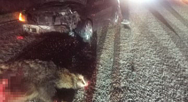 Otomobil Yola Fırlayan Domuza Çarptı