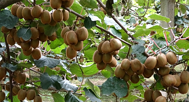 Çarşamba'da Kivi Hasadı Başladı: Hedef Türkiye Birinciliği