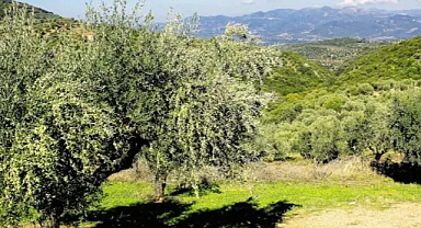 Bilimin Sırrı Çözülemiyor: Bu Zeytin Türkiye’de Sadece Gökçeada’da Nasıl Yetişiyor?