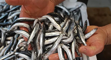 Karadeniz'de Hamsi Rekoru Kırıldı Ama İhracat Sınırlı Kaldı