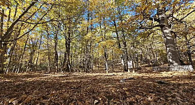 Dünya Teki Kasnak Meşesi Ormanı'na İzinsiz Girişe 557 Bin TL Ceza!