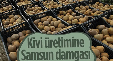 Samsun Kivi Üretimine Damga Vurdu!