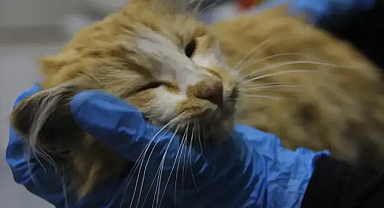 Sivas'ta Kedide AIDS Tespit Edildi: Veterinerden FIV Virüsü Uyarısı