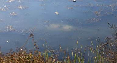 Tokat Erbaa'da Kaza: Ehliyetsiz Sürücü Otomobille Gölete Düştü