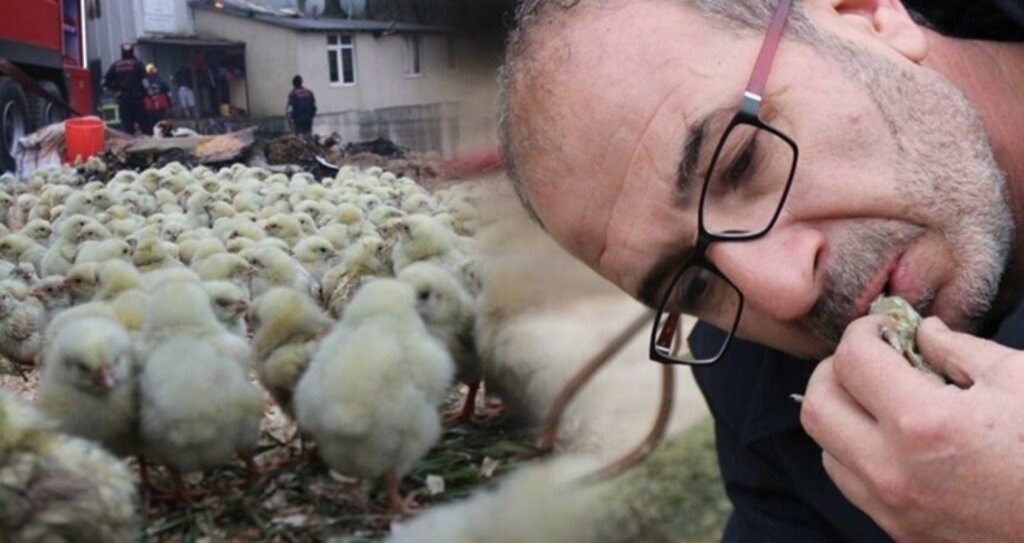 56 bin civcivin bulunduğu çiftlikte yangın
