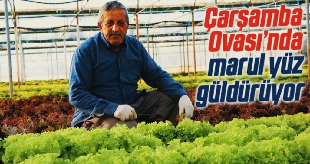 Çarşamba Ovası’nda marul yüz güldürüyor