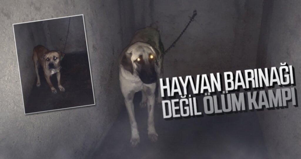 Hayvan Barınağı değil ölüm kampı