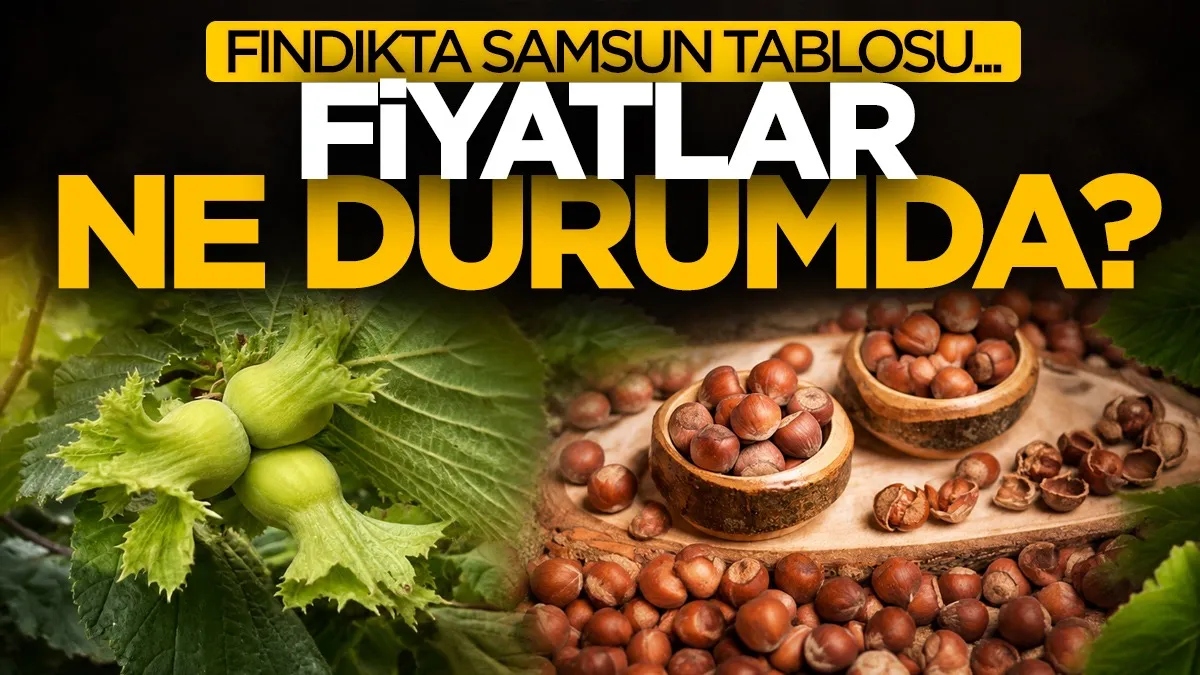 12 Eylül 20026 Cumartesi (Bugün) Fındıkta Samsun tablosu: Fiyatlar ne durumda?
