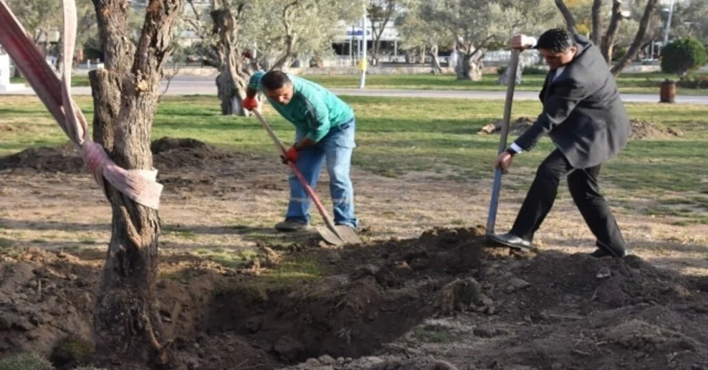 Aliağa Belediyesinin Hedefi 5 Bin Zeytin Ağacı