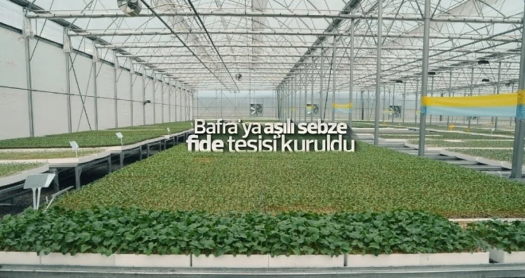 Bafra'ya 'aşılı sebze fide' tesisi kuruldu