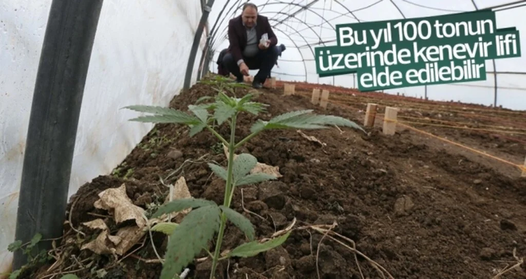 "Bu yıl 100 tonun üzerinde  kenevir lifi elde edilebilir"