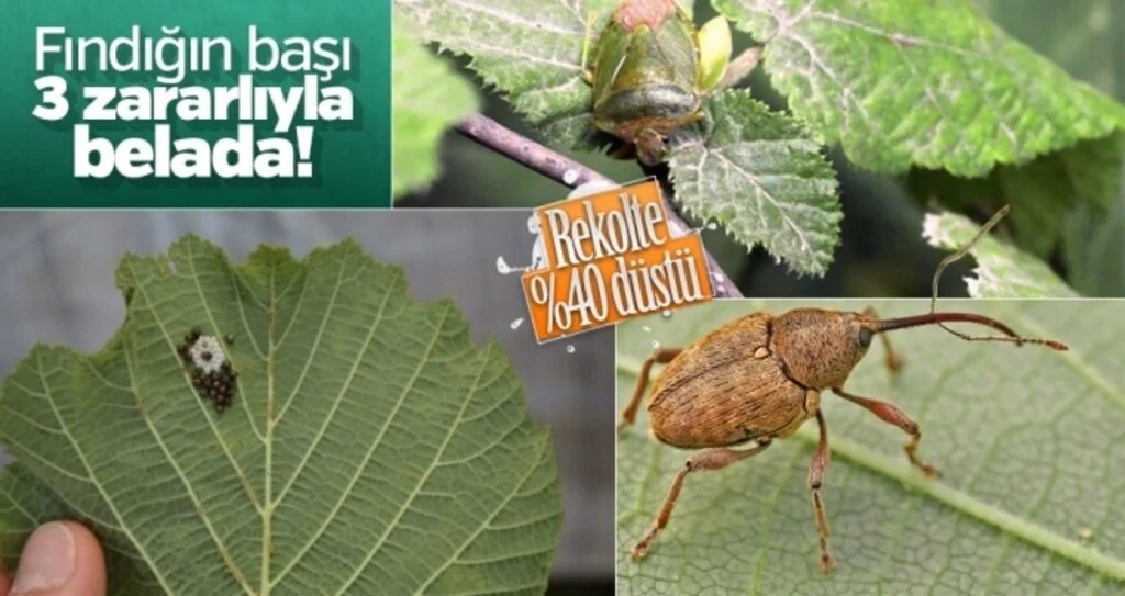 Fındığın başı 3 zararlıyla belada!