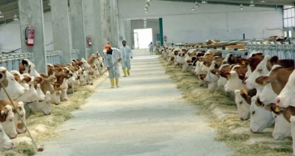 Hayvancılık işletmelerine avantajlı sanayi aboneliği