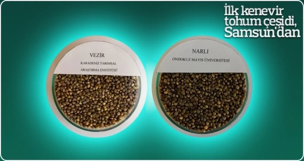 İlk kenevir tohum çeşidi, Samsun'dan 