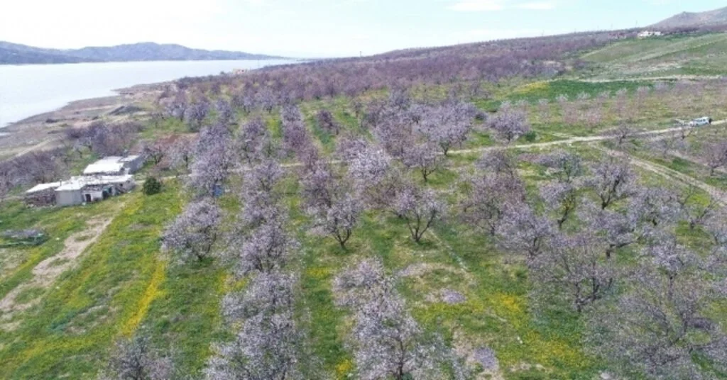 Kayısı Ağaçları Gelinliğini Giydi