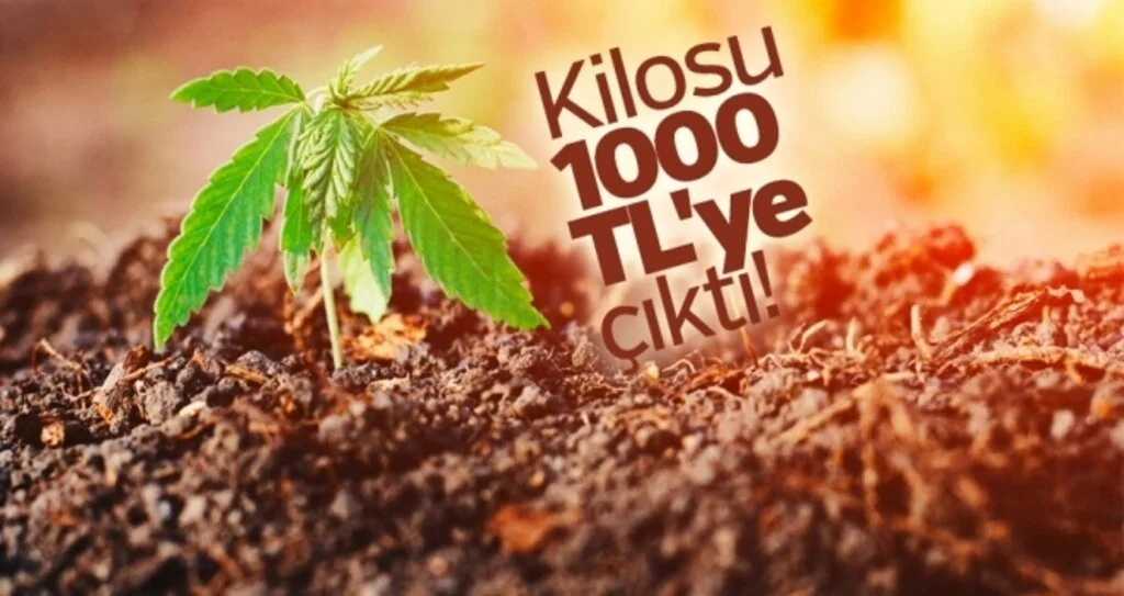Kilosu bin TL'ye çıktı! Herkes üretmeye başladı